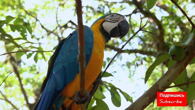 Расслабляющая фоновая музыка для медитации смотреть онлайн