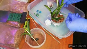 Пересадка каттлеи без корней. Орхидея Rhynchobrassuleya Jairak Conure