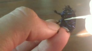 Жук навозник. Интересная информация о насекомом