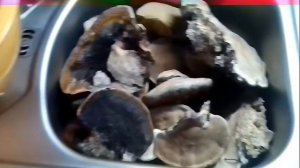 Трутовик сосновый (окаймленный)