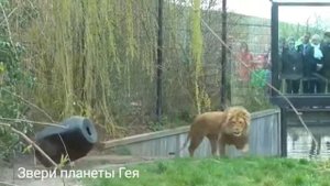 Пранк лев в зоопарке