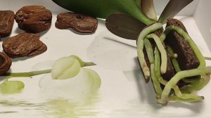 ПРОСТАЯ посадка ОРХИДЕИ- Подростка из торфяного стаканчика