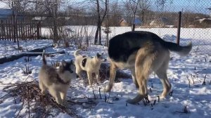 Две малые хаски достают огромного кобеля ВЕО . Восточно-европейская овчарка Эрик . Приколы собак .