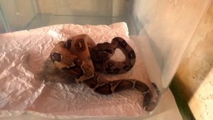 Императорский удав кормление ( boa constrictor imperator eats )