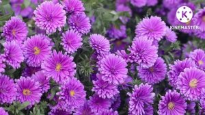 beautiful purple flower Sundar baigani Ka Phool flowers video