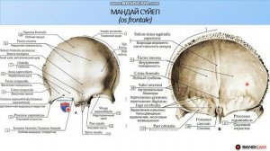 Маңдай сүйегі анатомиясы. Os frontale - anatomy in kazakh.