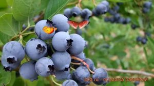 Голубика высокорослая Торо (vaccinium corymbosum toro) ? обзор: как сажать, саженцы голубики Торо