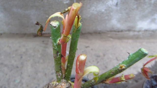 Как сажать розы ! Все этапы посадки розы в грунт ! смотреть онлайн