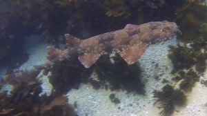 Underwater Sydney - Wobbegong Shark