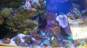 Морской аквариум с рыбками