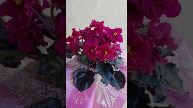 НД-Бархатный Пион 🌺🌺🌺 смотреть онлайн