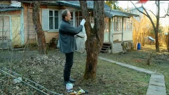 Обрезка деревьев. Способы предупреждения появления стволовых вредителей