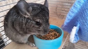 Шиншилла Шуша