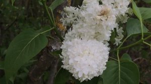 Lilas 'Syringa vulgaris' 'Mme Lemoine' La fragrance idoine défie les pivoines