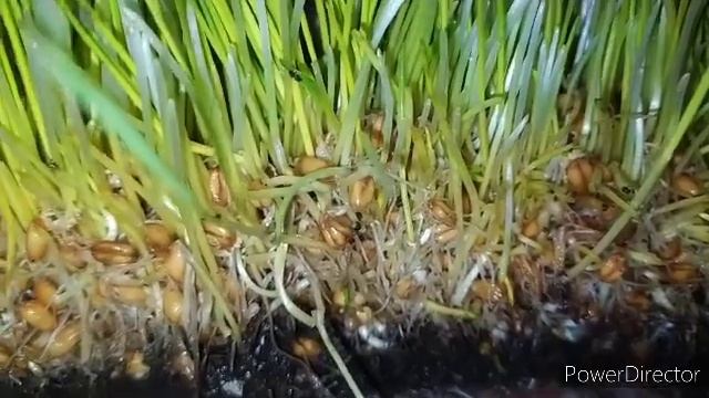 это  увеличит яйценоскость кур? Добавки для кур!