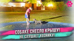 Собаке снесло крышу! Не слушается хозяйку!  Ей уже почти 10 лет, а она как щенок!