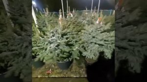 Голубая ель в горшке!