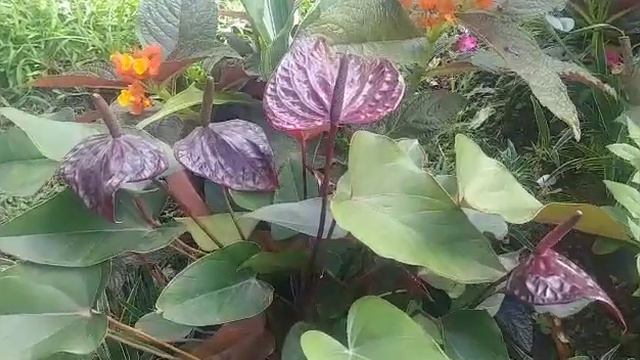 DIFFERENT COLOR OF ANTURIUM BLACK WHITE RED PINK AND VIOLET смотреть онлайн