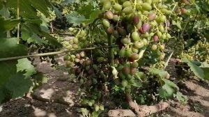 Чеканка винограда - как и когда правильно чеканить лозу винограда.