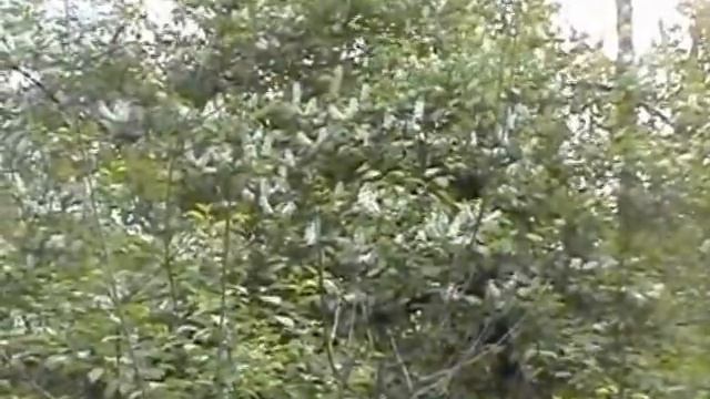 Разнообразие природы