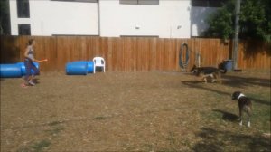 Sadie and Greta, German Shepherds playing retrieve