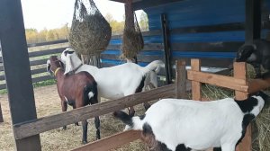 КОЗЫ ПЛОДОВИТЫЕ КАК ТАРАКАНЫ