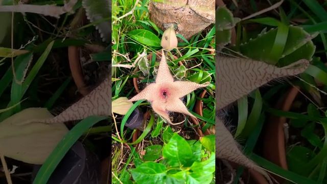 Stapelia Gigantea