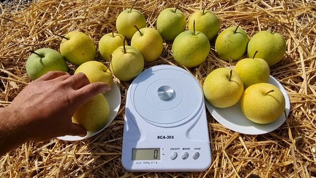 Груша Тембо Ли / Серия Китайских груш Наши смотреть онлайн