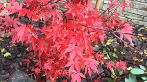 Как создать японский уголок у себя в саду