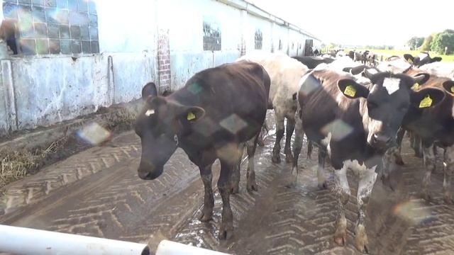 Устин и корова № 9. Корова с татуировкой или родимым пятном? Необычная корова. 13+ смотреть онлайн