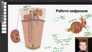 6.98. Строение нефрона | Анатомия к ЕГЭ | Георгий Мишуровский
