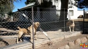 Boerboel vs Bullmastiff | Bullmastiff vs Boerboel | Powerful Guard Dog? | Billa Boyka |