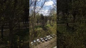 Цветение тополя. Первые листья