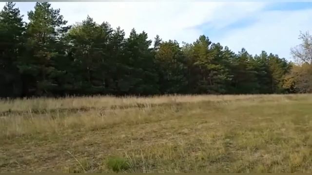 Поход в сосновый бор за Маслятами. смотреть онлайн