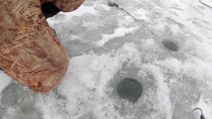 ЛОВИМ КАРПА ЗИМОЙ.