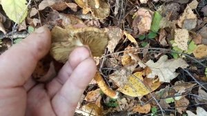 Осенние опята 2020 в подмосковье.чешуйчатка грибы.гриб Чешуйчатка сбор.Еловые опята