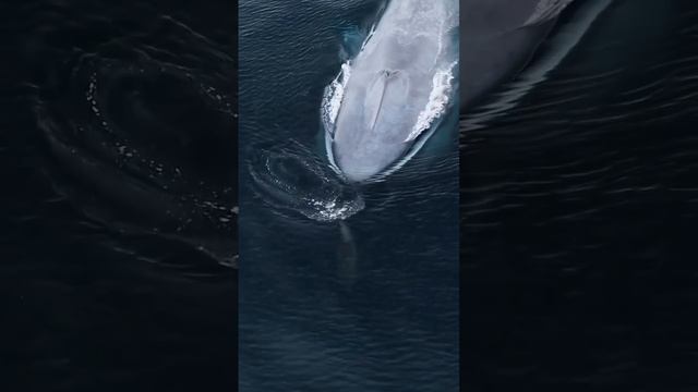 Самое большое животное на Земле — синий кит, и его крошечный китообразный кузен
