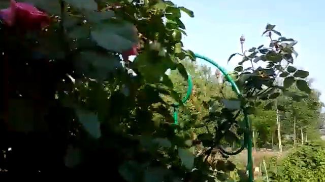 Розы канадские зацветают первыми. смотреть онлайн