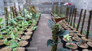 Eps 220 Cara Termudah Perbanyak SYNGONIUM RED ARROW, Stek Anti Gagal !!