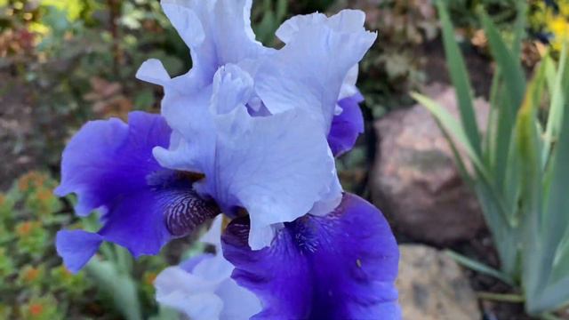 Weekly Garden Tour - See what’s blooming 🌸🌸🌸 - May 31,2022 смотреть онлайн