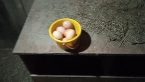 Несут ли куры больше одного яйца в день?