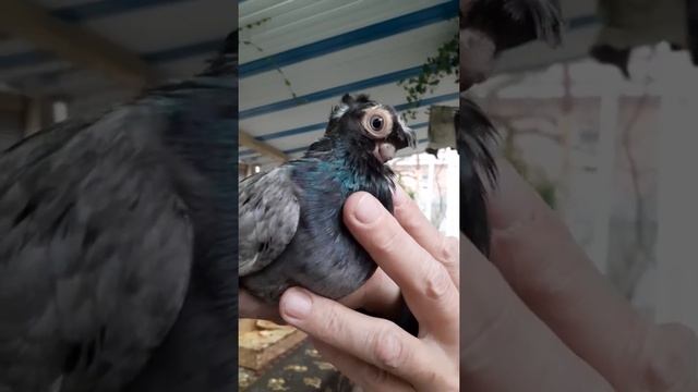 Голуби сочи 89183086224 турман смотреть онлайн