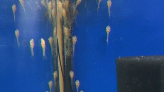 6 дней из жизни сомиков анциструсов