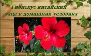 Гибискус китайский (китайская роза) уход в домашних условиях