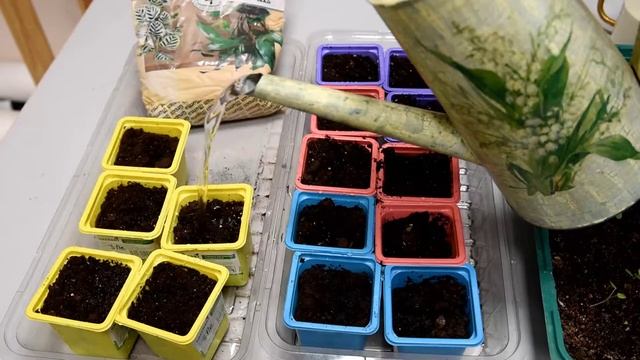 Посев пеларгонии или домашней герани на рассаду смотреть онлайн