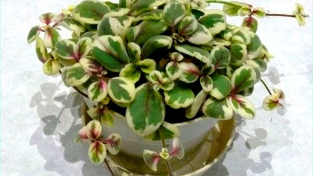 Ампельные растения часть 1