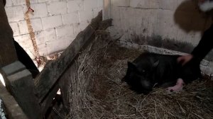 Роды вьетнамской свиньи. Как принимать поросят.