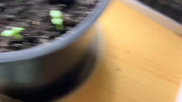 КАК ВЫРАСТИТЬ ФРУКТ ДРАКОНА. ДРАГОНФРУКТ НА ПОДОННИКЕ. КАКТУС ИЗ ЭКЗОТИЧЕСКОГО ФРУКТА ПИТАХАЙЯ смотреть онлайн