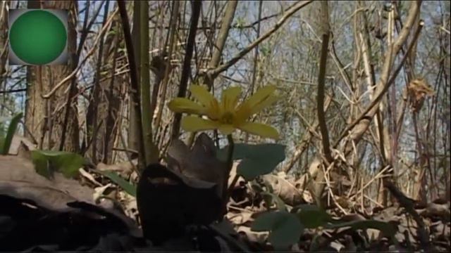 Salátaboglárka смотреть онлайн