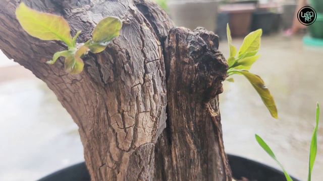 How to care bougainvillea bonsai step by step | bougainvillea bonsai for beginners смотреть онлайн